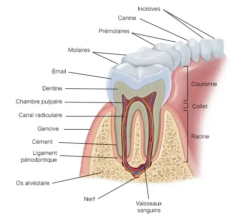 Soins dentaires anatomie dentition pour soins dentaires grau du roi