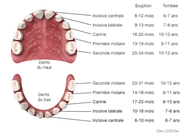 Soins dentaires eruption canine dentition molaire enfant